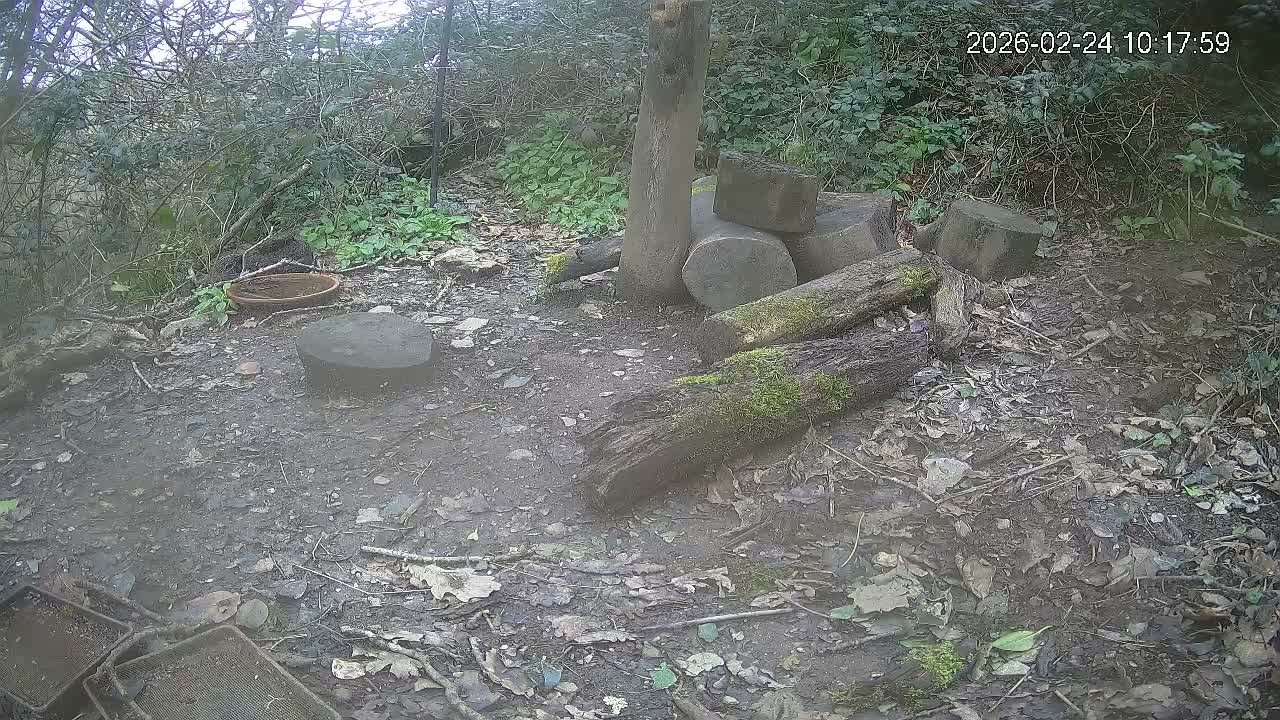 Cornwall, Badgers Watching Pigeon Feeder Live Cam -  Helston, Cornwall, South West, England, United Kingdom