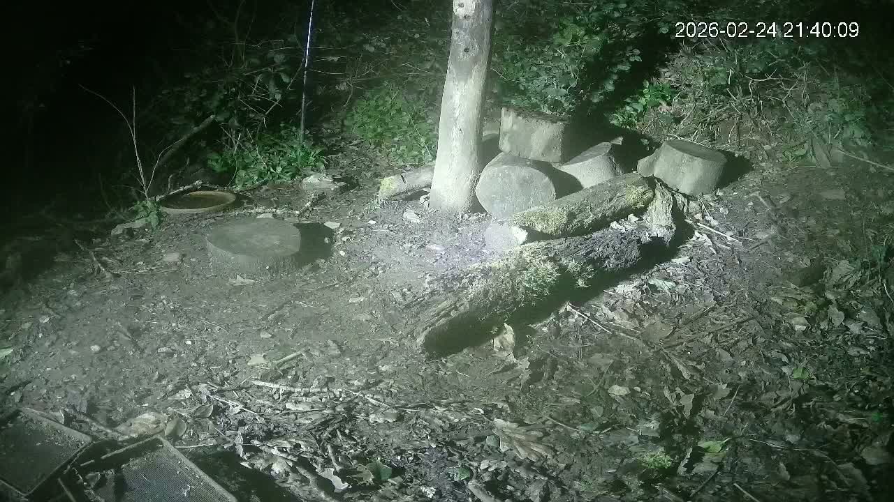 Cornwall, Badgers Watching Pigeon Feeder Live Cam -  Helston, Cornwall, South West, England, United Kingdom