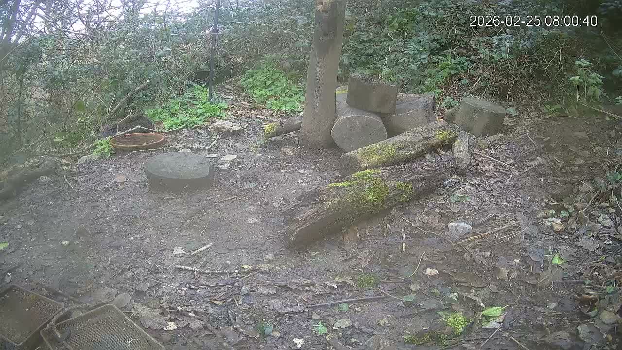 Cornwall, Badgers Watching Pigeon Feeder Live Cam -  Helston, Cornwall, South West, England, United Kingdom