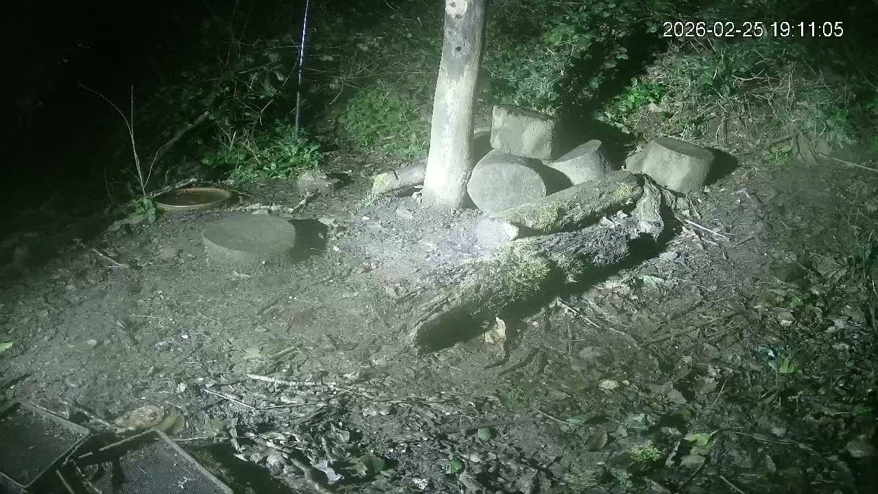 Cornwall, Badgers Watching Pigeon Feeder Live Cam -  Helston, Cornwall, South West, England, United Kingdom