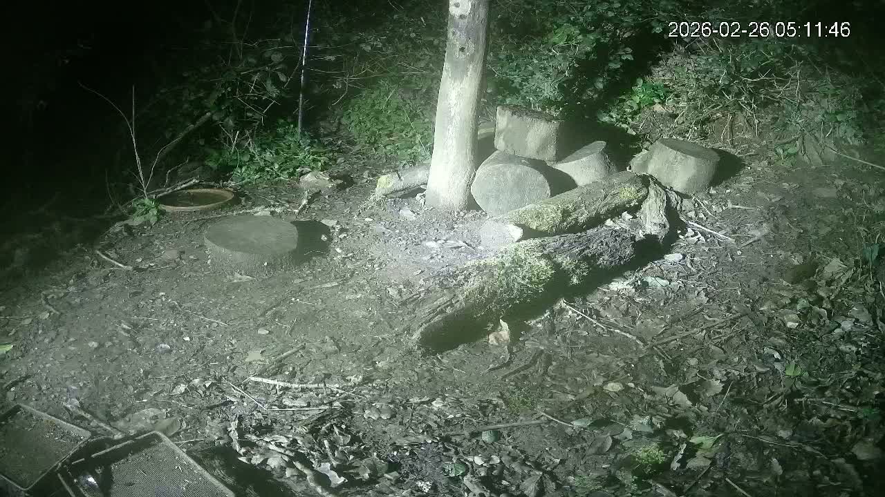 Cornwall, Badgers Watching Pigeon Feeder Live Cam -  Helston, Cornwall, South West, England, United Kingdom