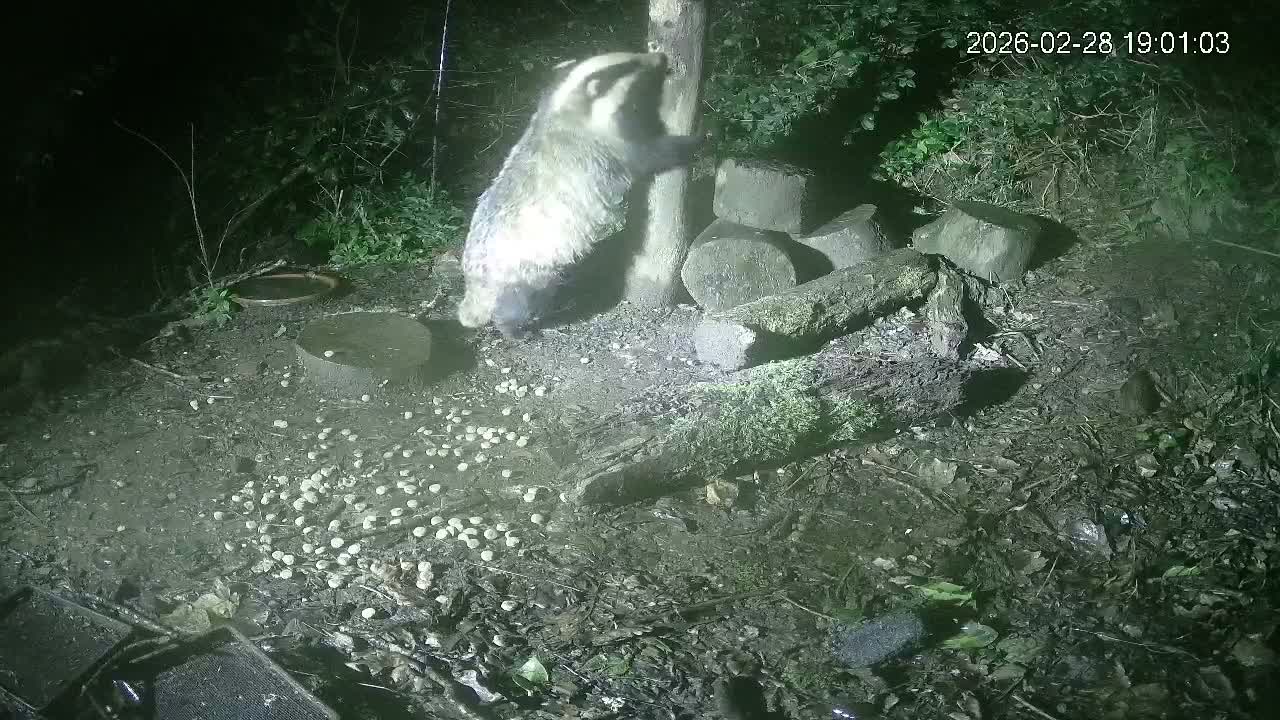 Cornwall, Badgers Watching Pigeon Feeder Live Cam -  Helston, Cornwall, South West, England, United Kingdom