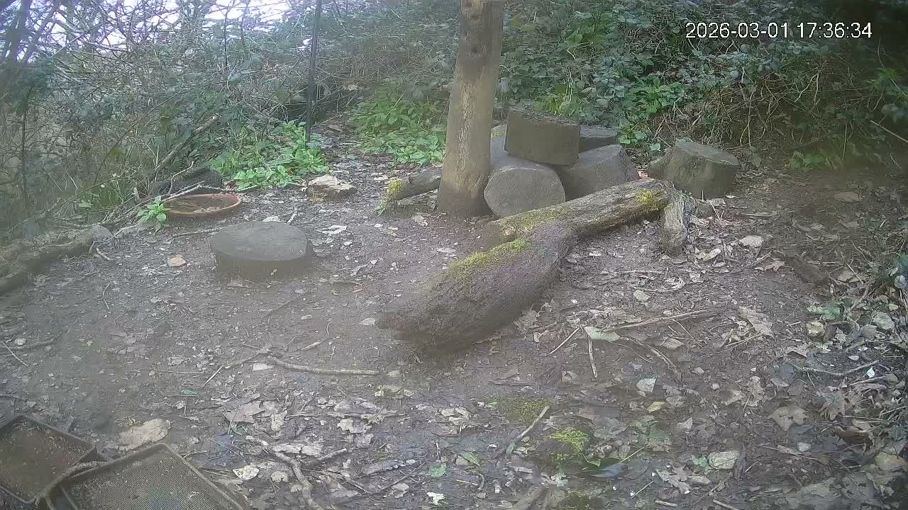Cornwall, Badgers Watching Pigeon Feeder Live Cam -  Helston, Cornwall, South West, England, United Kingdom