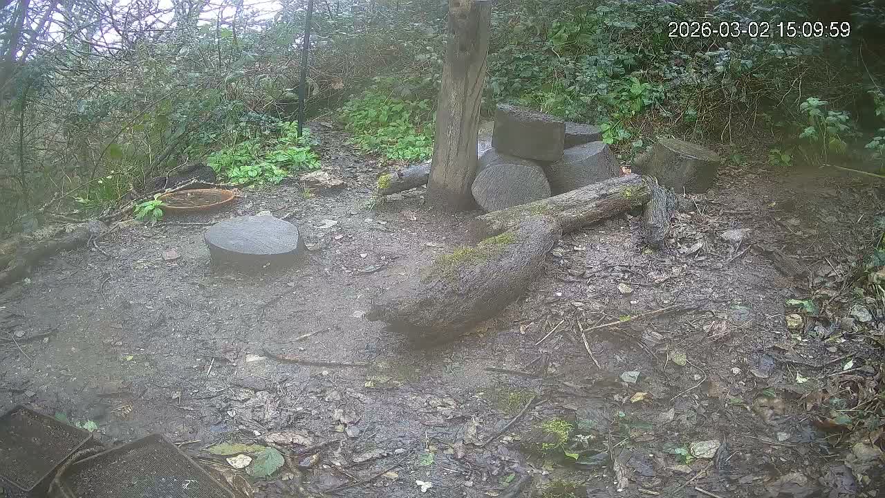 Cornwall, Badgers Watching Pigeon Feeder Live Cam -  Helston, Cornwall, South West, England, United Kingdom
