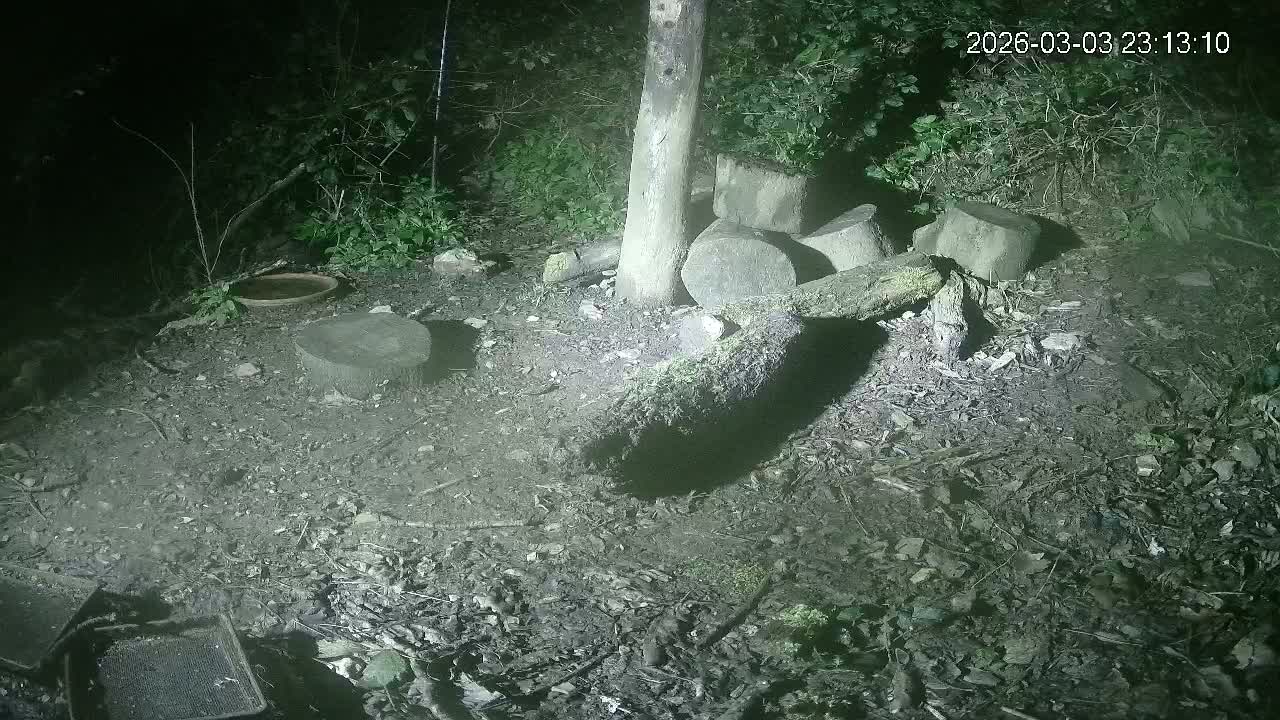 Cornwall, Badgers Watching Pigeon Feeder Live Cam -  Helston, Cornwall, South West, England, United Kingdom