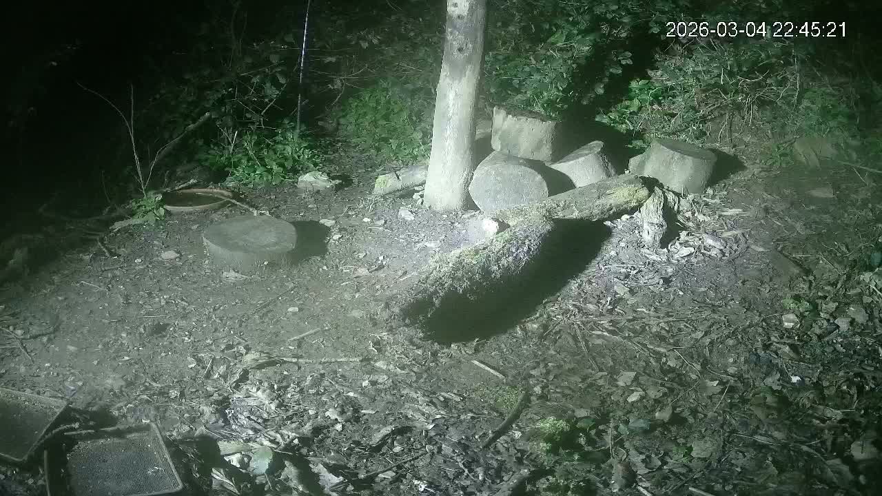 Cornwall, Badgers Watching Pigeon Feeder Live Cam -  Helston, Cornwall, South West, England, United Kingdom