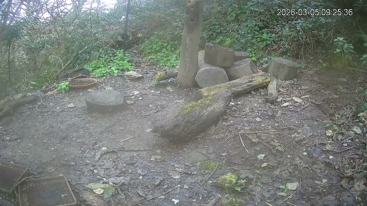 Cornwall, Badgers Watching Pigeon Feeder Live Cam -  Helston, Cornwall, South West, England, United Kingdom
