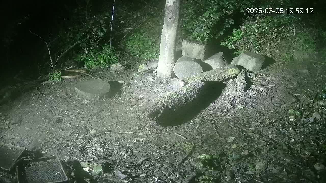 Cornwall, Badgers Watching Pigeon Feeder Live Cam -  Helston, Cornwall, South West, England, United Kingdom