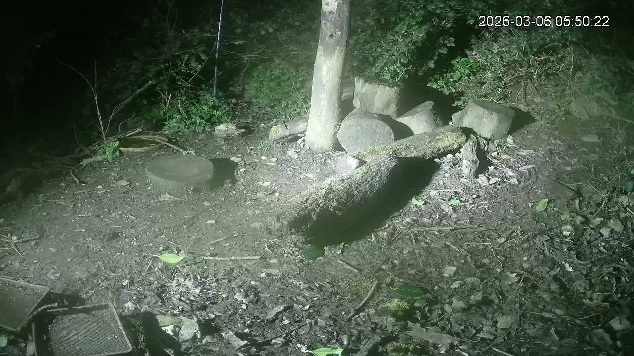 Cornwall, Badgers Watching Pigeon Feeder Live Cam -  Helston, Cornwall, South West, England, United Kingdom