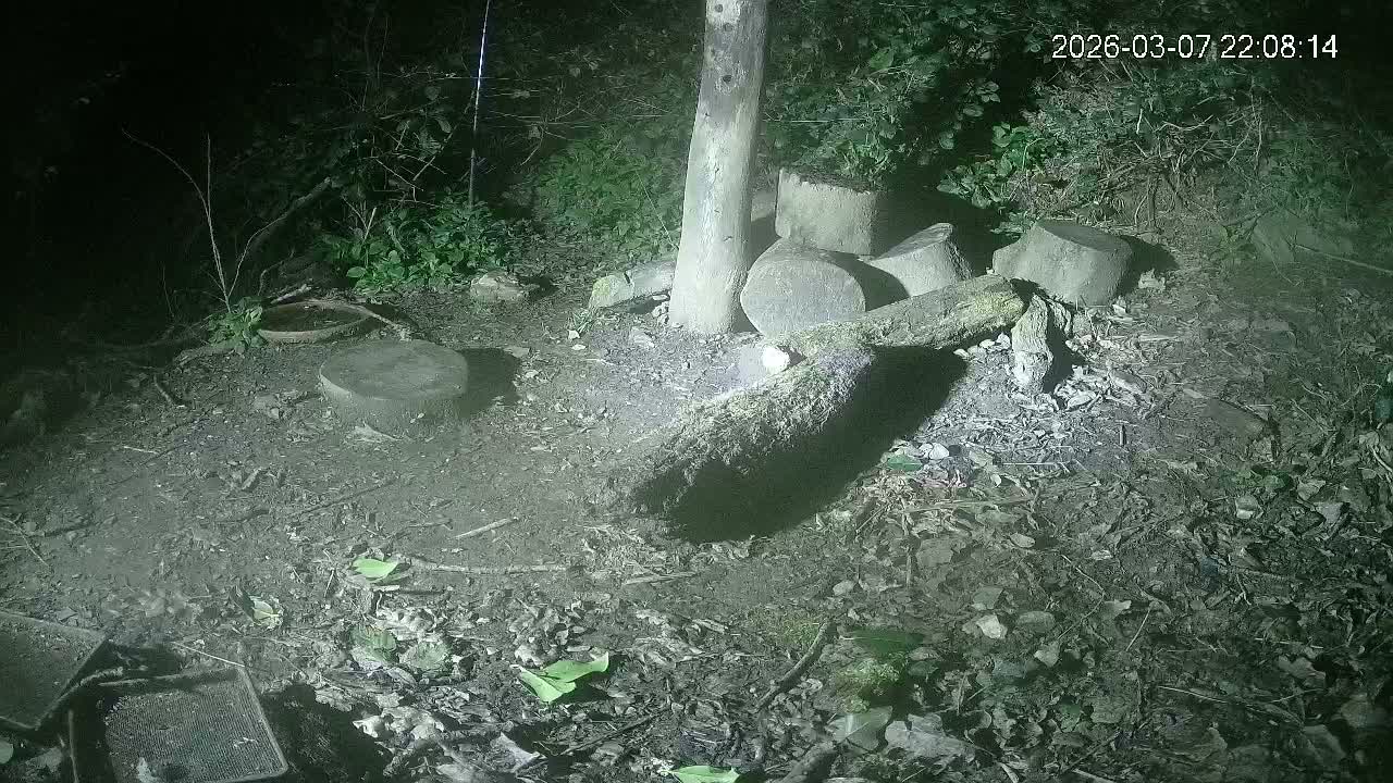 Cornwall, Badgers Watching Pigeon Feeder Live Cam -  Helston, Cornwall, South West, England, United Kingdom