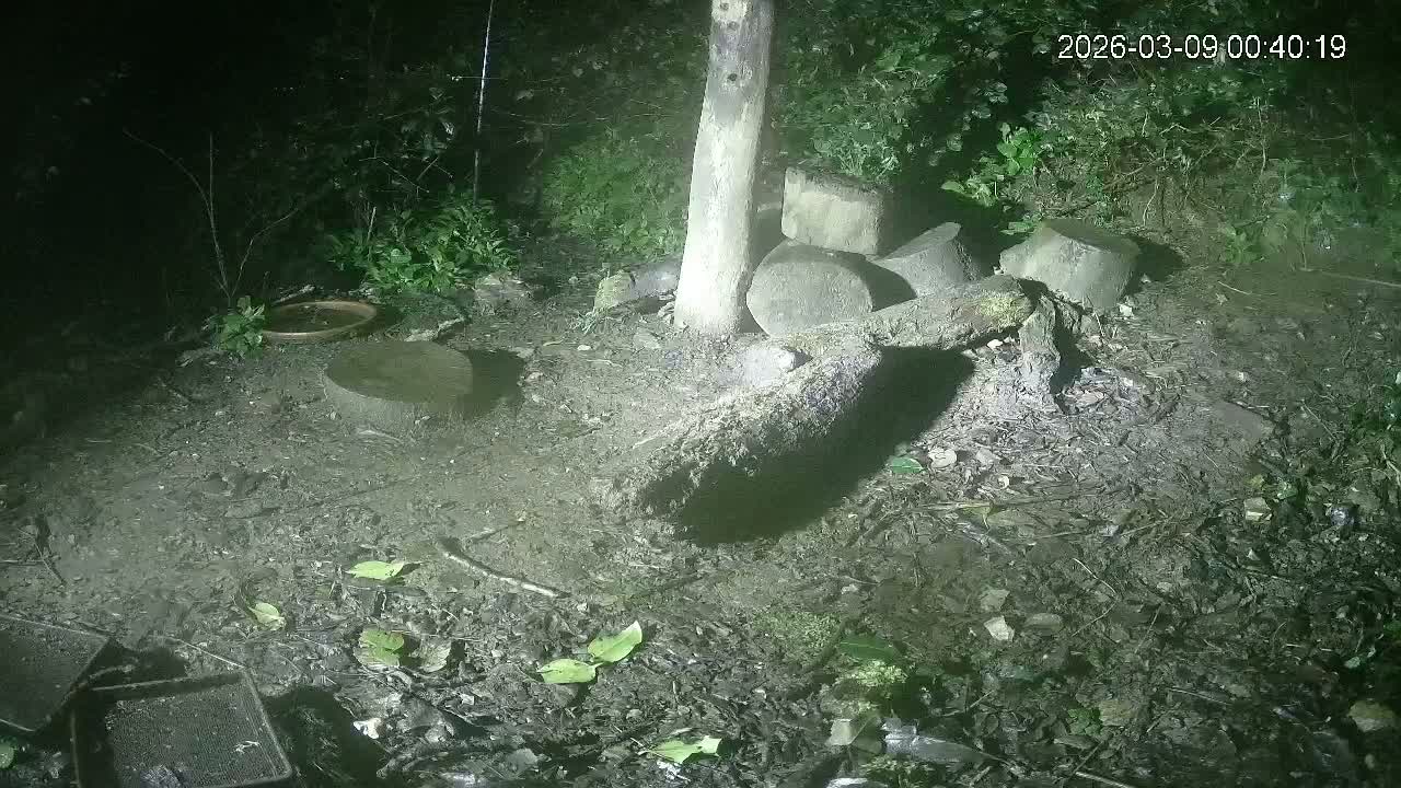 Cornwall, Badgers Watching Pigeon Feeder Live Cam -  Helston, Cornwall, South West, England, United Kingdom