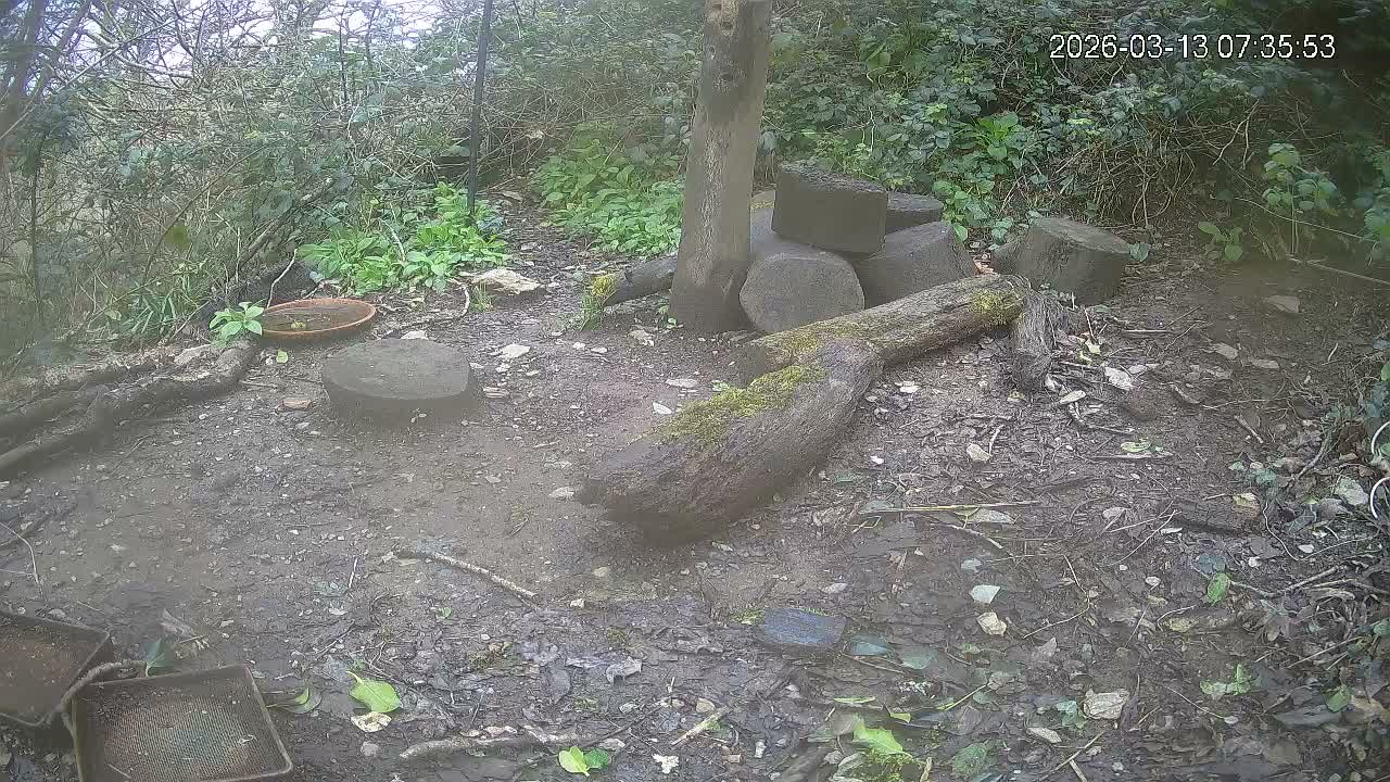 Cornwall, Badgers Watching Pigeon Feeder Live Cam -  Helston, Cornwall, South West, England, United Kingdom
