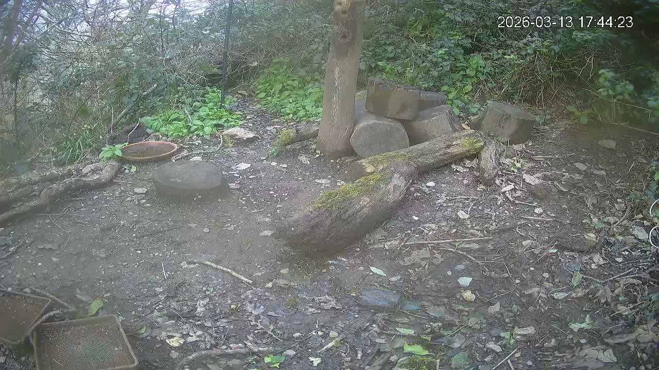 Cornwall, Badgers Watching Pigeon Feeder Live Cam -  Helston, Cornwall, South West, England, United Kingdom