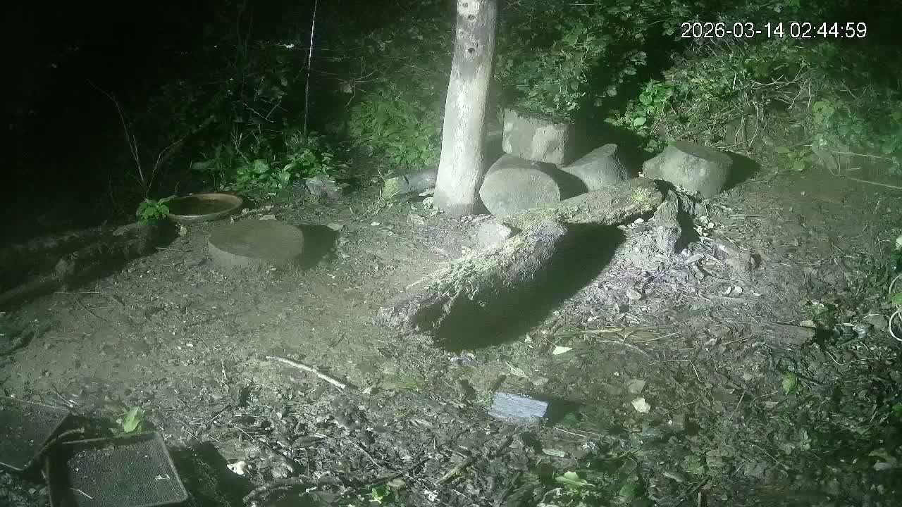 Cornwall, Badgers Watching Pigeon Feeder Live Cam -  Helston, Cornwall, South West, England, United Kingdom