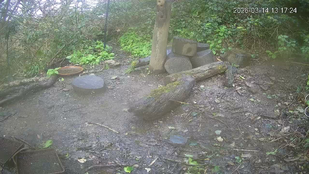 Cornwall, Badgers Watching Pigeon Feeder Live Cam -  Helston, Cornwall, South West, England, United Kingdom