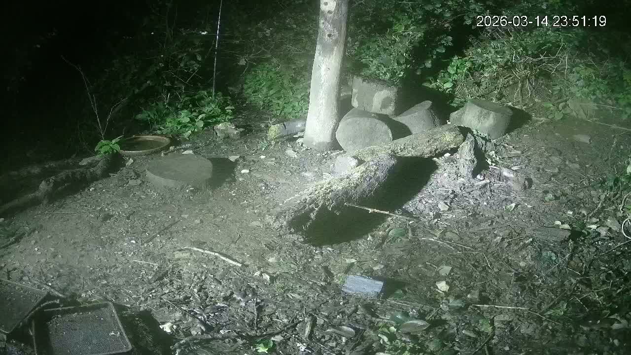 Cornwall, Badgers Watching Pigeon Feeder Live Cam -  Helston, Cornwall, South West, England, United Kingdom