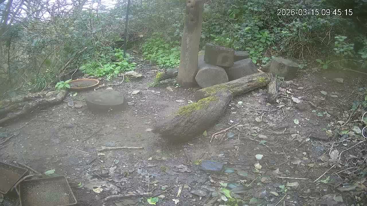 Cornwall, Badgers Watching Pigeon Feeder Live Cam -  Helston, Cornwall, South West, England, United Kingdom