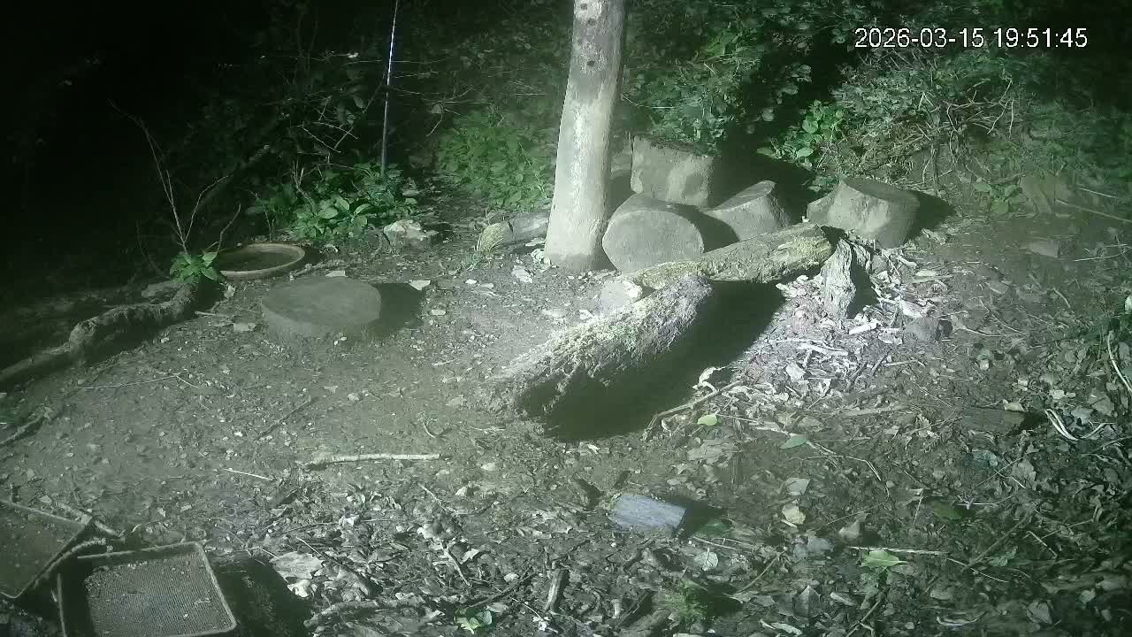 Cornwall, Badgers Watching Pigeon Feeder Live Cam -  Helston, Cornwall, South West, England, United Kingdom