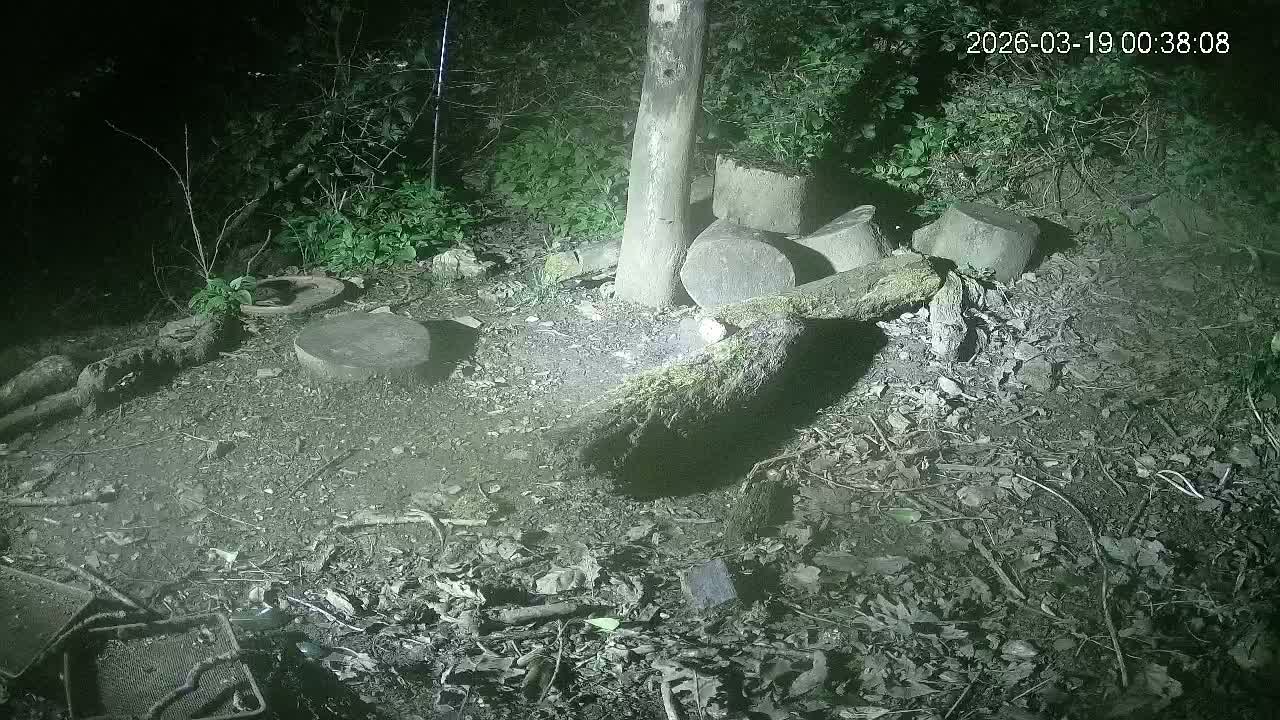 Cornwall, Badgers Watching Pigeon Feeder Live Cam -  Helston, Cornwall, South West, England, United Kingdom