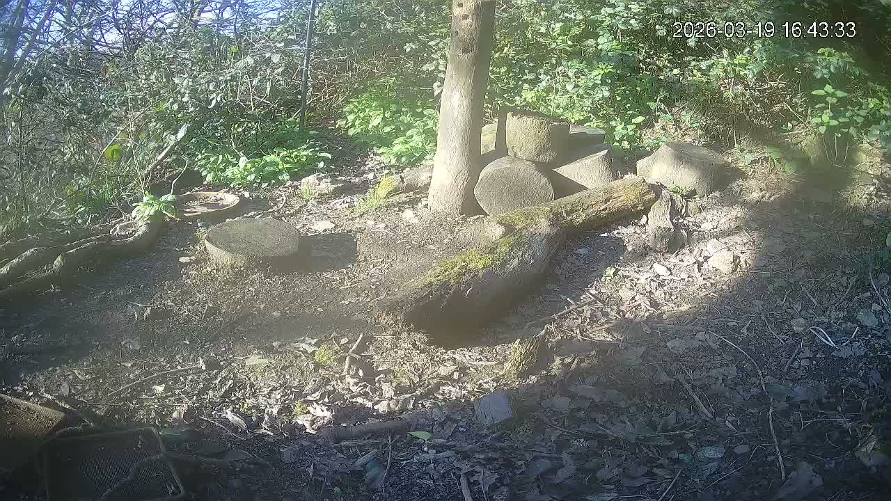 Cornwall, Badgers Watching Pigeon Feeder Live Cam -  Helston, Cornwall, South West, England, United Kingdom