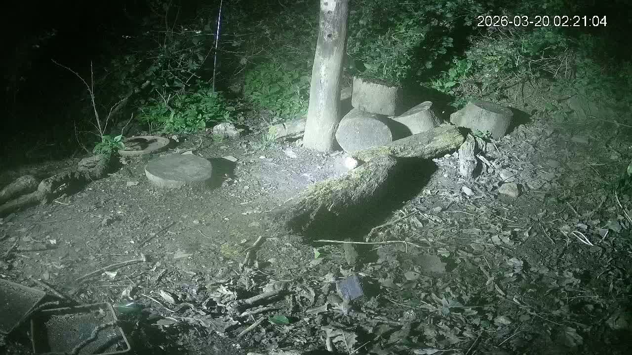Cornwall, Badgers Watching Pigeon Feeder Live Cam -  Helston, Cornwall, South West, England, United Kingdom