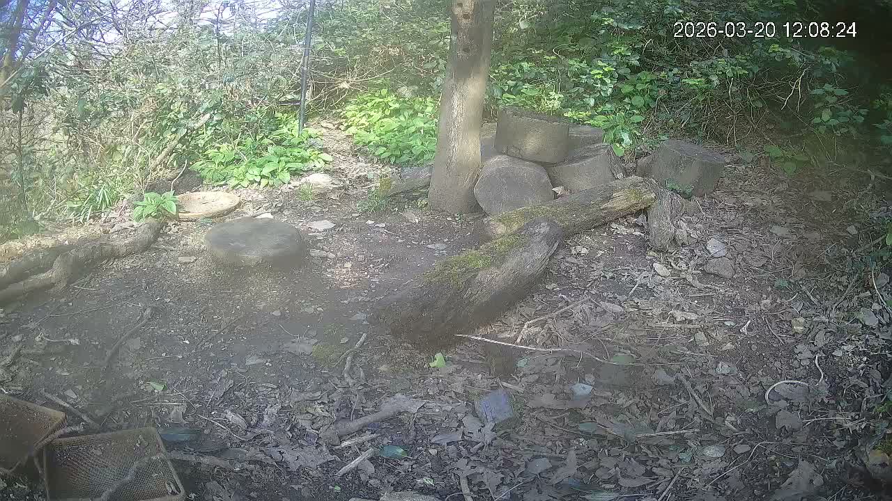 Cornwall, Badgers Watching Pigeon Feeder Live Cam -  Helston, Cornwall, South West, England, United Kingdom
