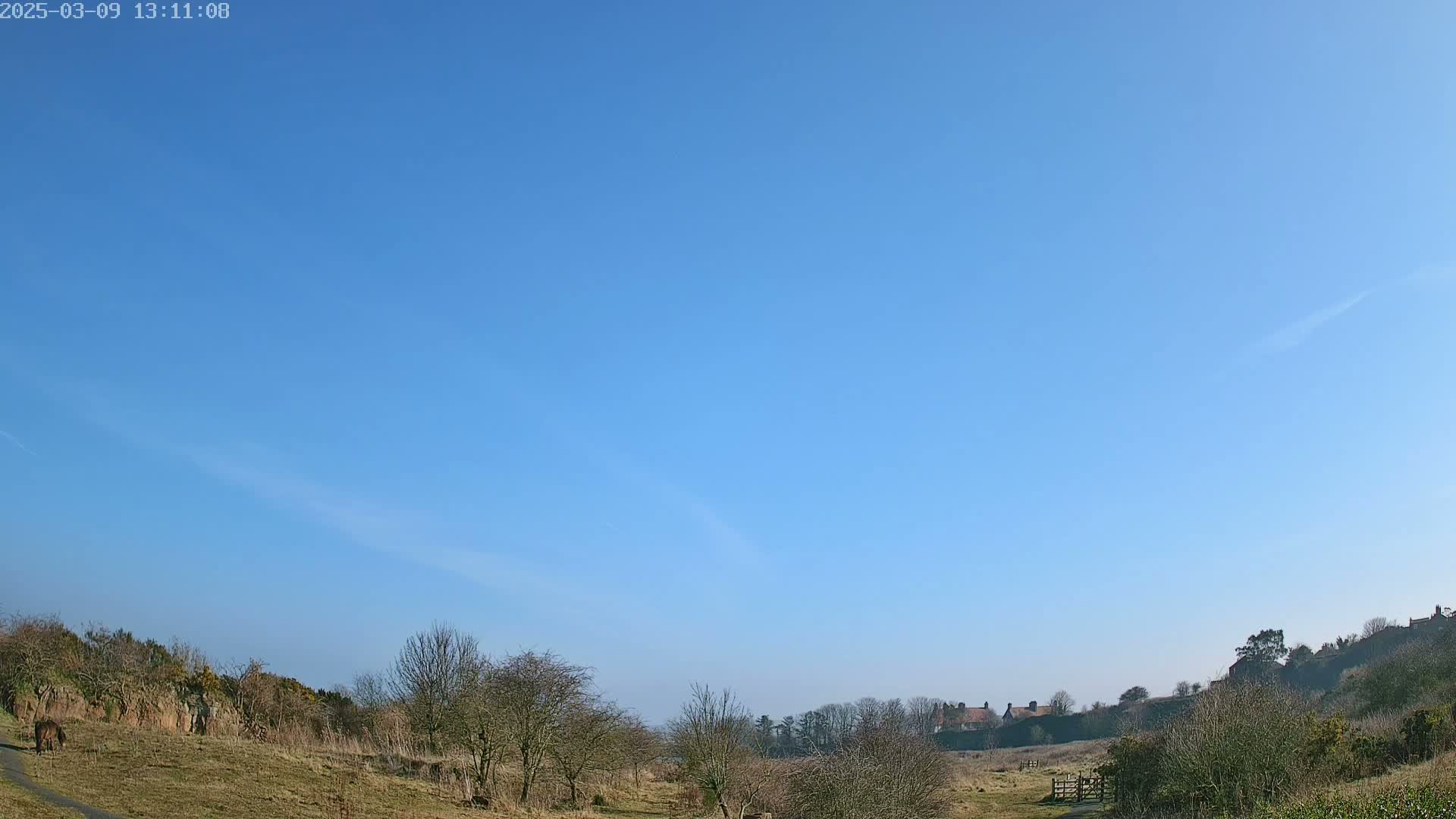 A brown animal walks along a path in a field under a clear blue sky.
