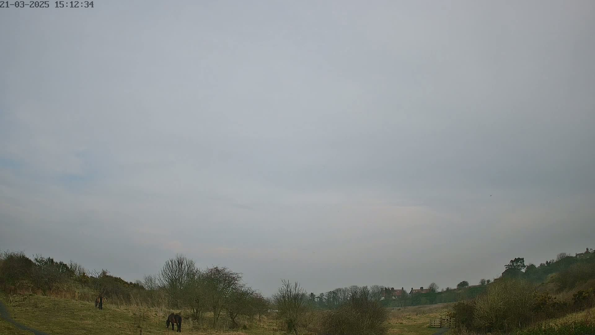 Two dark-brown horses graze in a grassy field under an overcast sky, with a line of trees and distant buildings visible in the background.