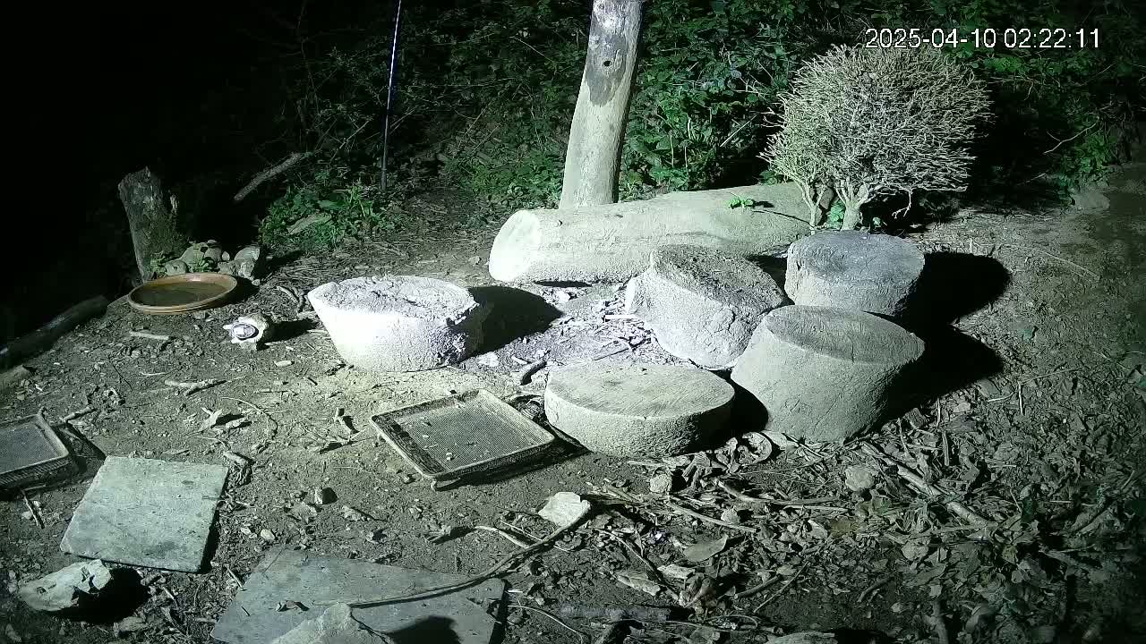 At night, several round concrete blocks and tree stumps are scattered on the ground amongst leaf litter, near a small dish and some flat stones.