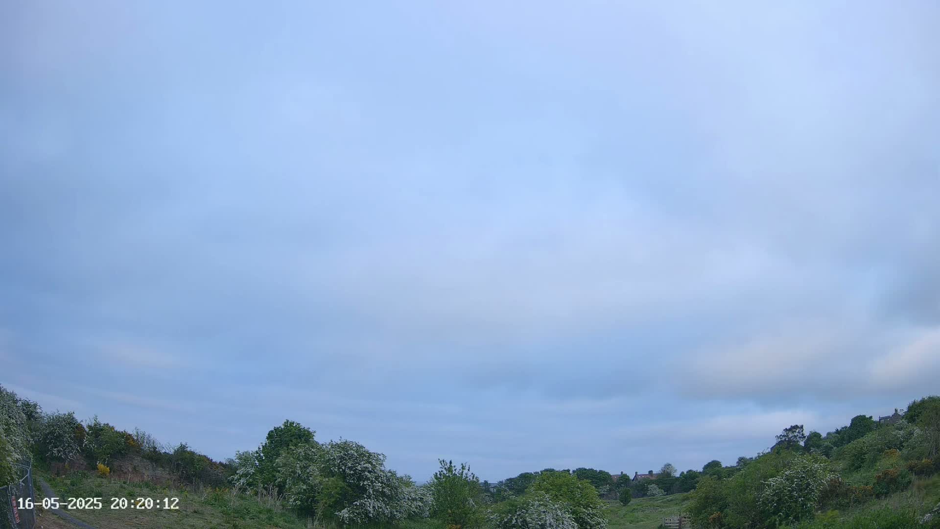 Under a pale blue, mostly clear sky, a grassy hill covered in flowering bushes and trees slopes gently upward toward a line of houses in the distance.