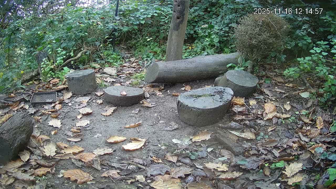 Northumberland National Park Stars & Meteor Live Cam - Otterburn, Northumberland, North East, England, United Kingdom