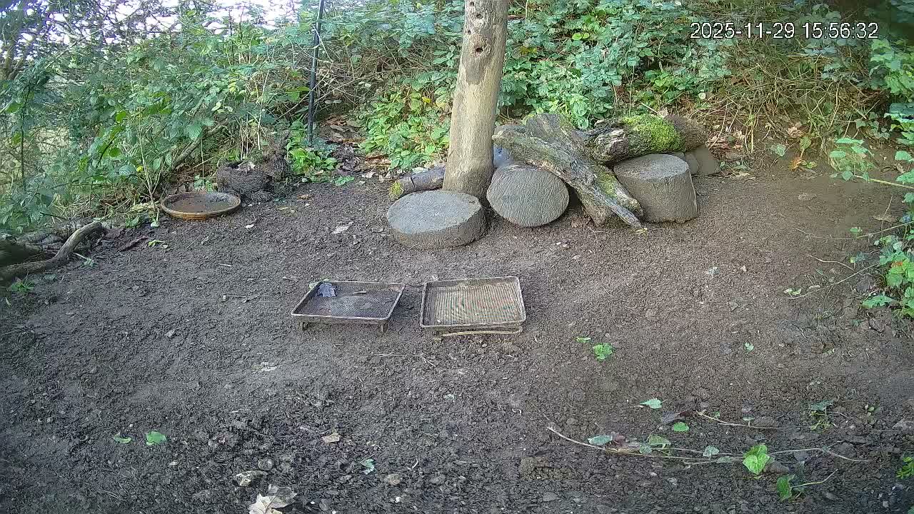 Northumberland National Park Stars & Meteor Live Cam - Otterburn, Northumberland, North East, England, United Kingdom