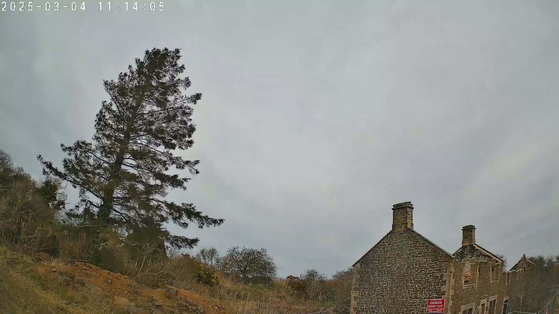 A tall, dark evergreen tree stands to the left of a dilapidated stone building under an overcast sky.