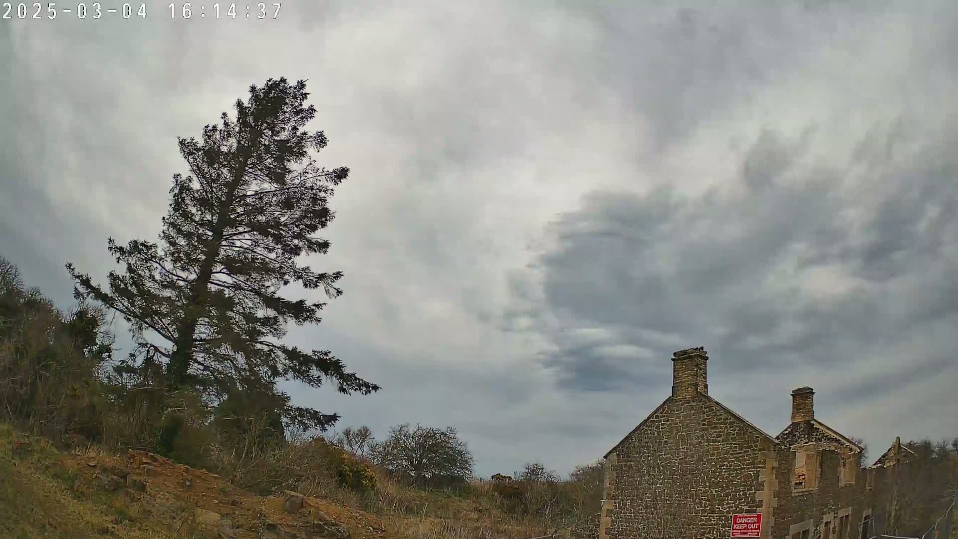A tall, dark evergreen tree stands to the left of a partially ruined stone building under a cloudy sky.