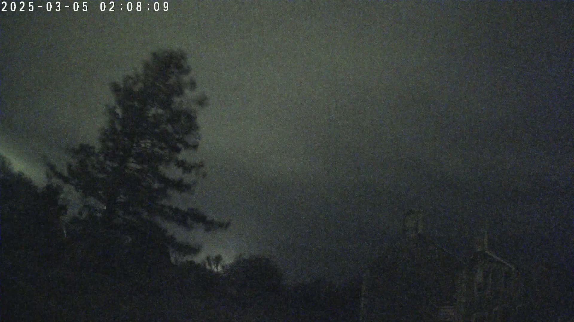 A dark, overcast night scene shows a silhouetted pine tree in the foreground with other dark trees and a building in the background.