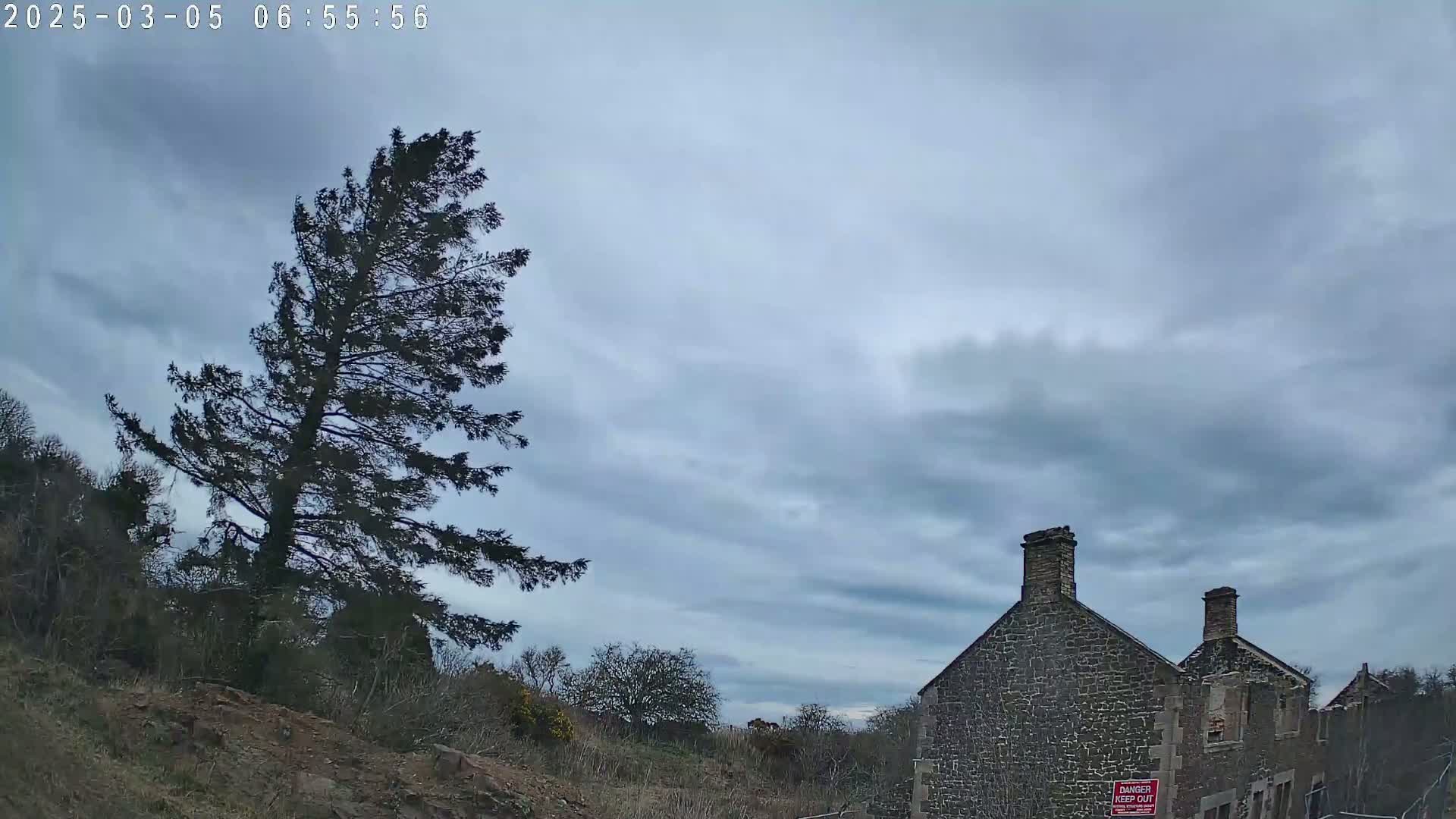 A tall, slender pine tree bends in the wind under a cloudy sky, near a dilapidated stone building.