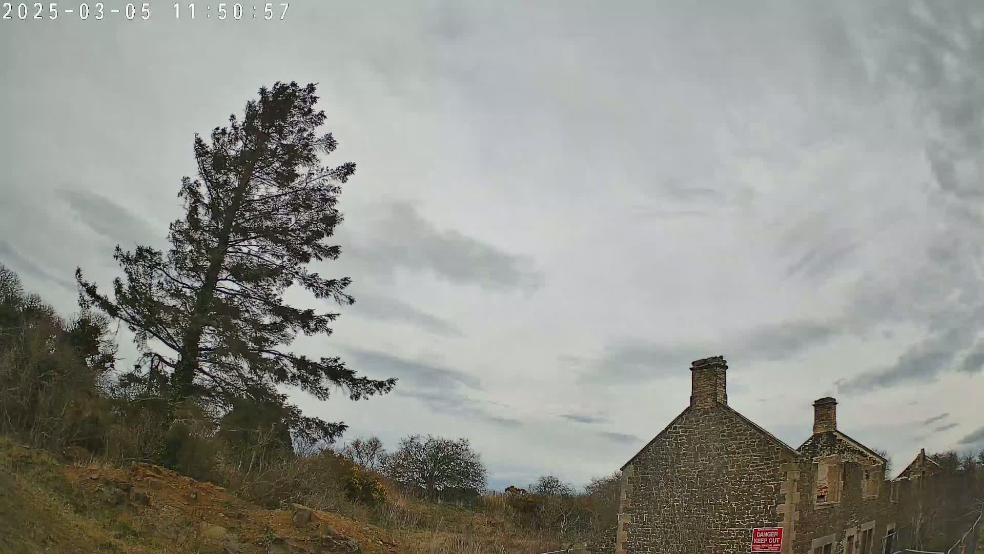 A tall, slender evergreen tree stands to the left of a weathered stone building under an overcast sky.
