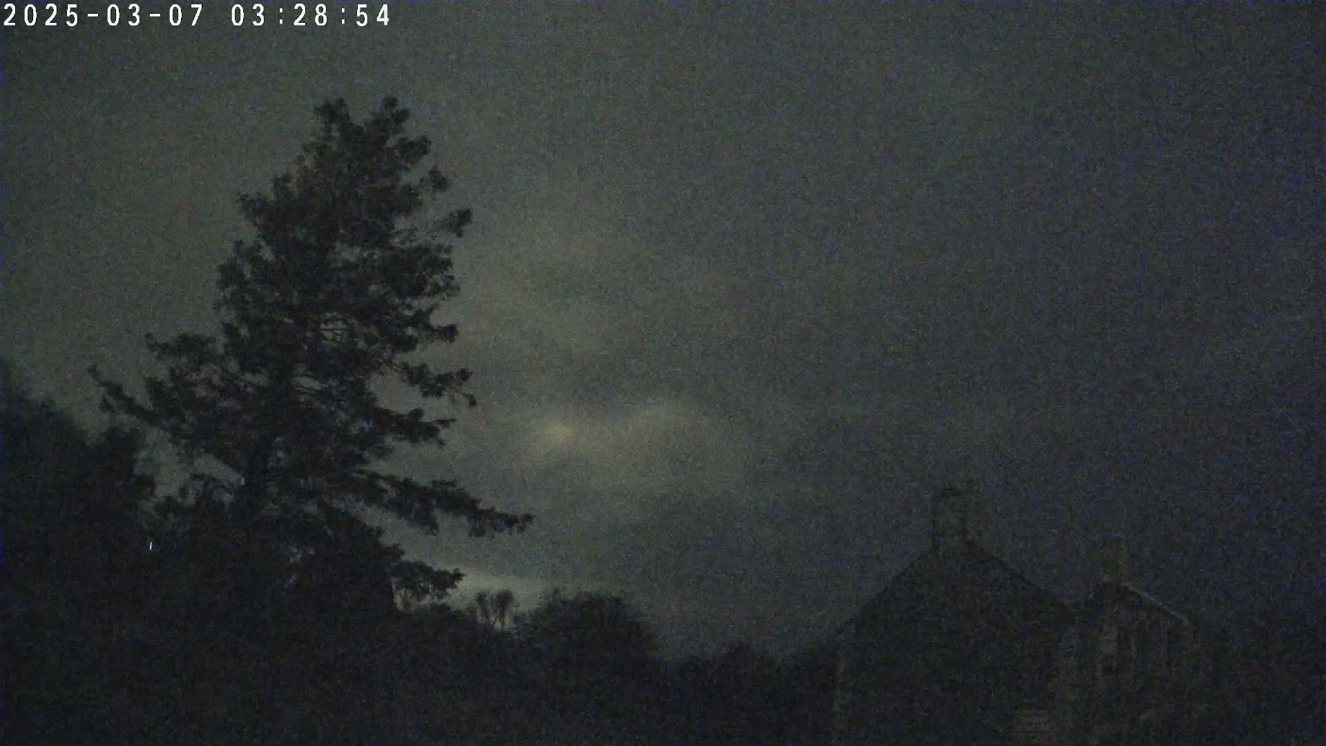 A tall, dark tree stands silhouetted against a dimly lit, overcast night sky, with dark buildings visible in the distance.