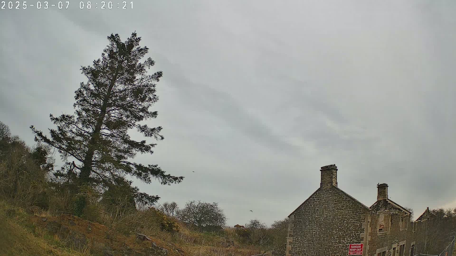 A tall evergreen tree stands on a hillside next to a stone building under an overcast sky.
