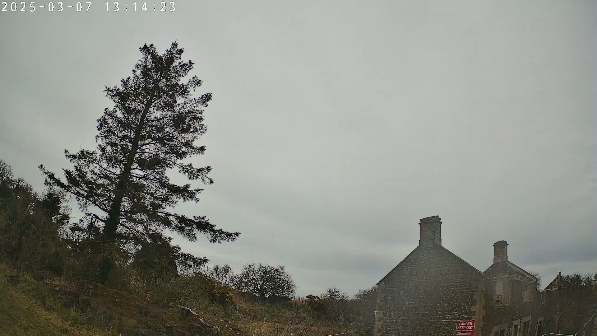 A tall, dark evergreen tree stands to the left of a dilapidated stone building under an overcast sky.