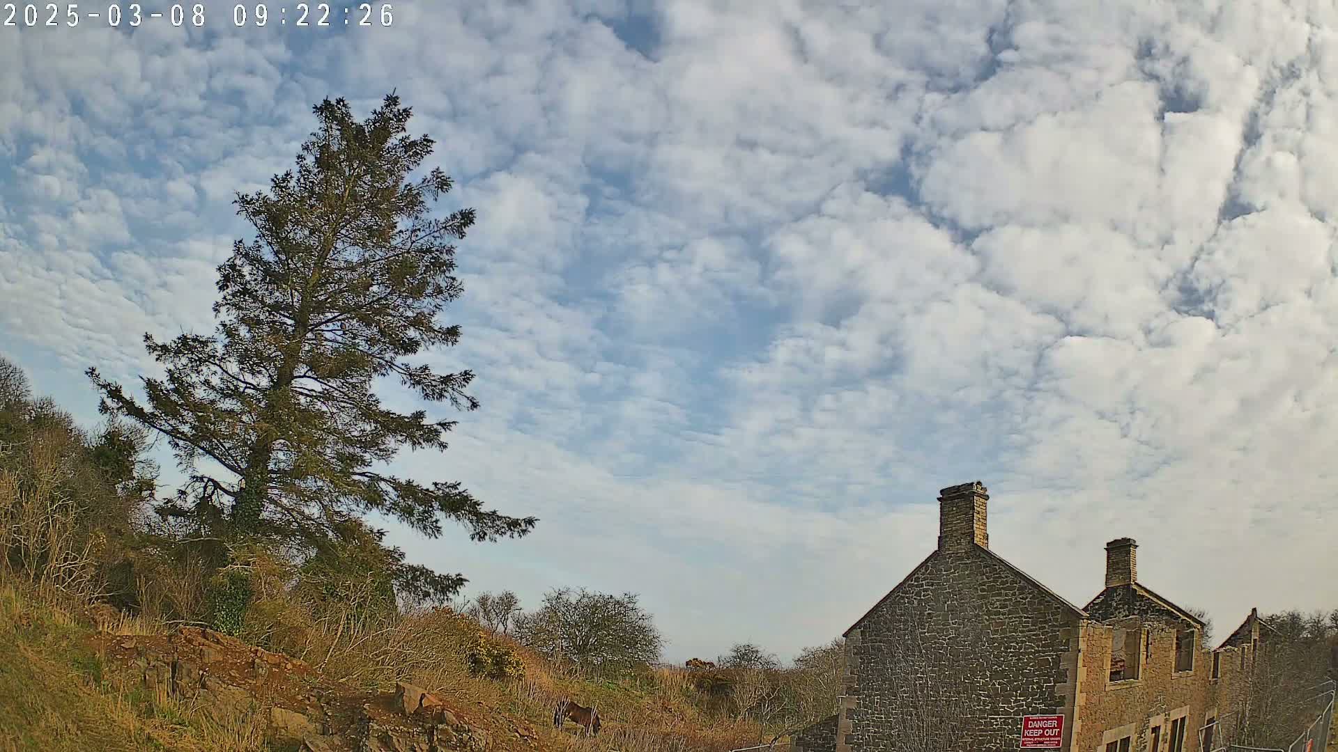 A partly cloudy sky overlooks a tall evergreen tree and a stone building that appears to be in disrepair, with some animals grazing in the distance.