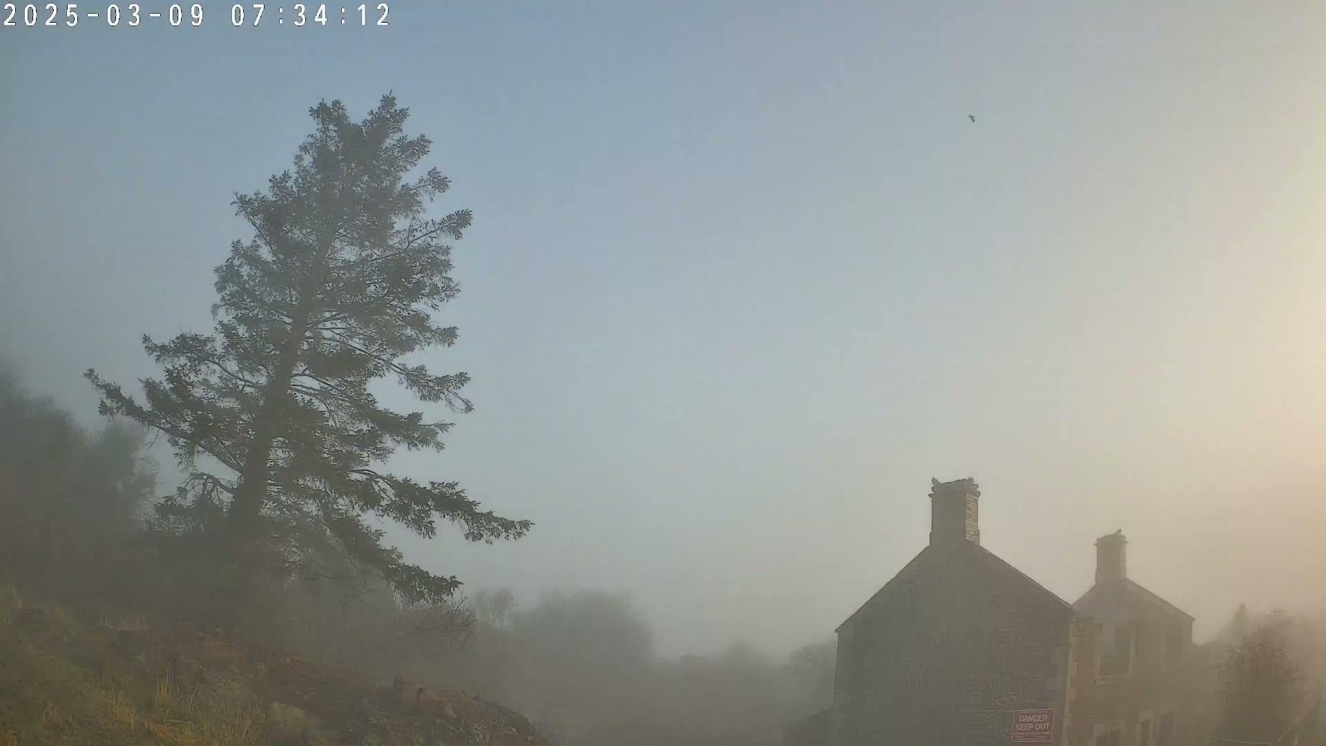 A tall evergreen tree stands on a foggy hillside near two stone buildings in the distance.