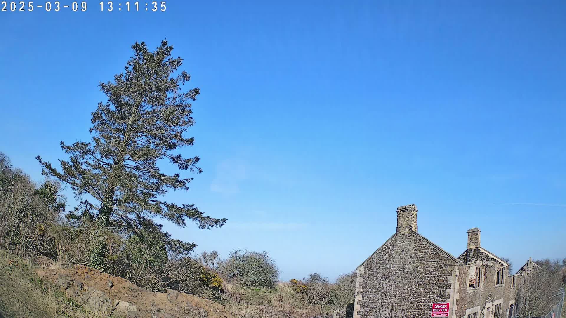 A tall evergreen tree stands to the left of a partially ruined stone building under a clear blue sky.