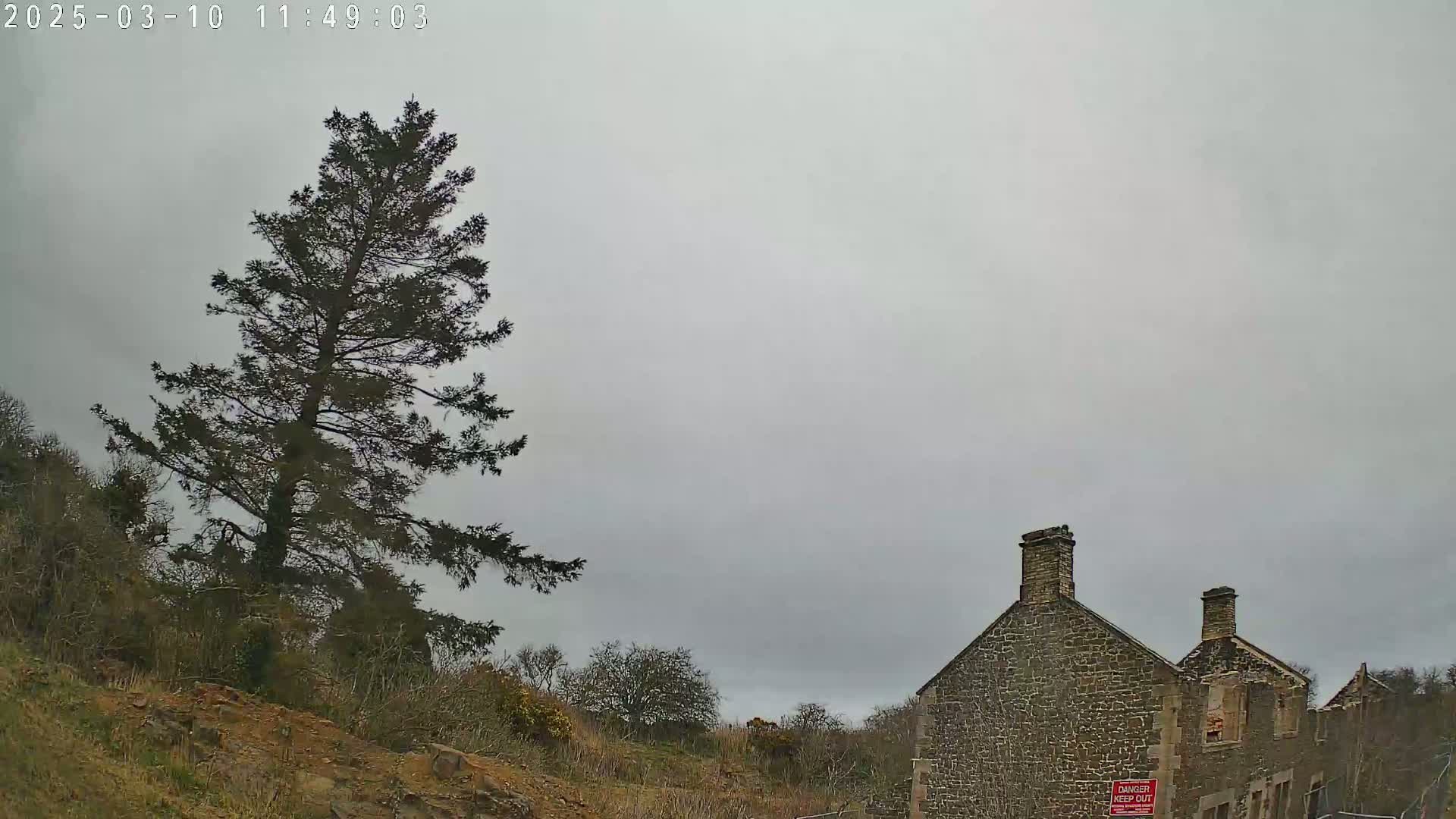 A tall evergreen tree stands to the left of a partially ruined stone building under an overcast sky.