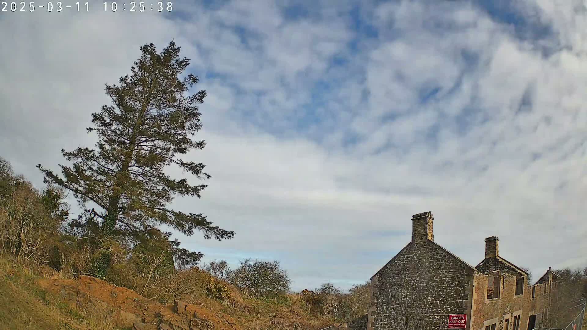 A tall evergreen tree stands on a hillside next to a partially ruined stone building under a partly cloudy sky.