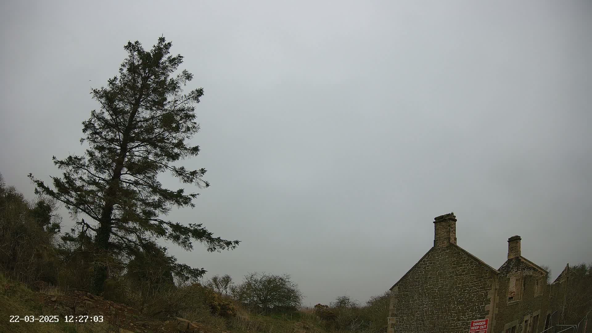 A tall evergreen tree stands to the left of a stone building under a cloudy, overcast sky.