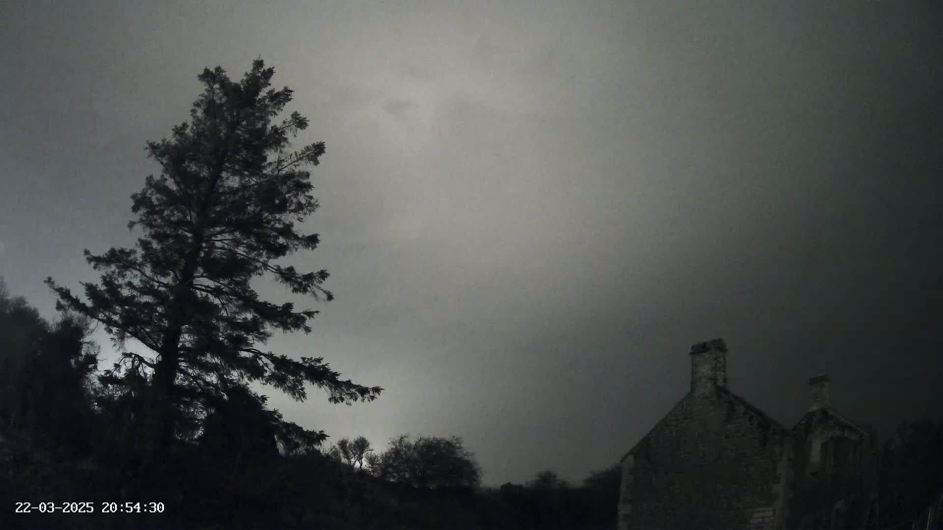 A tall, dark evergreen tree stands to the left of a stone building under a gray, overcast sky.