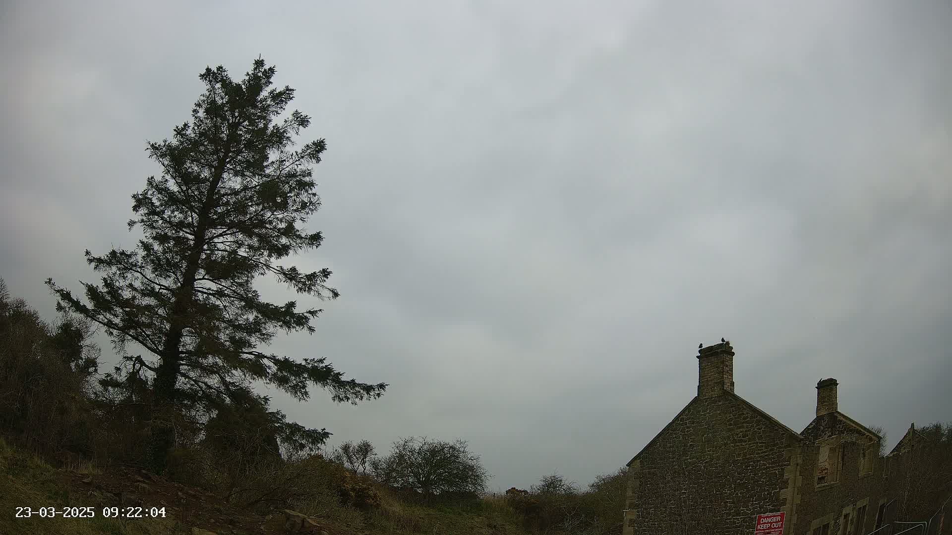 A tall evergreen tree stands to the left of a stone building under a cloudy, overcast sky.