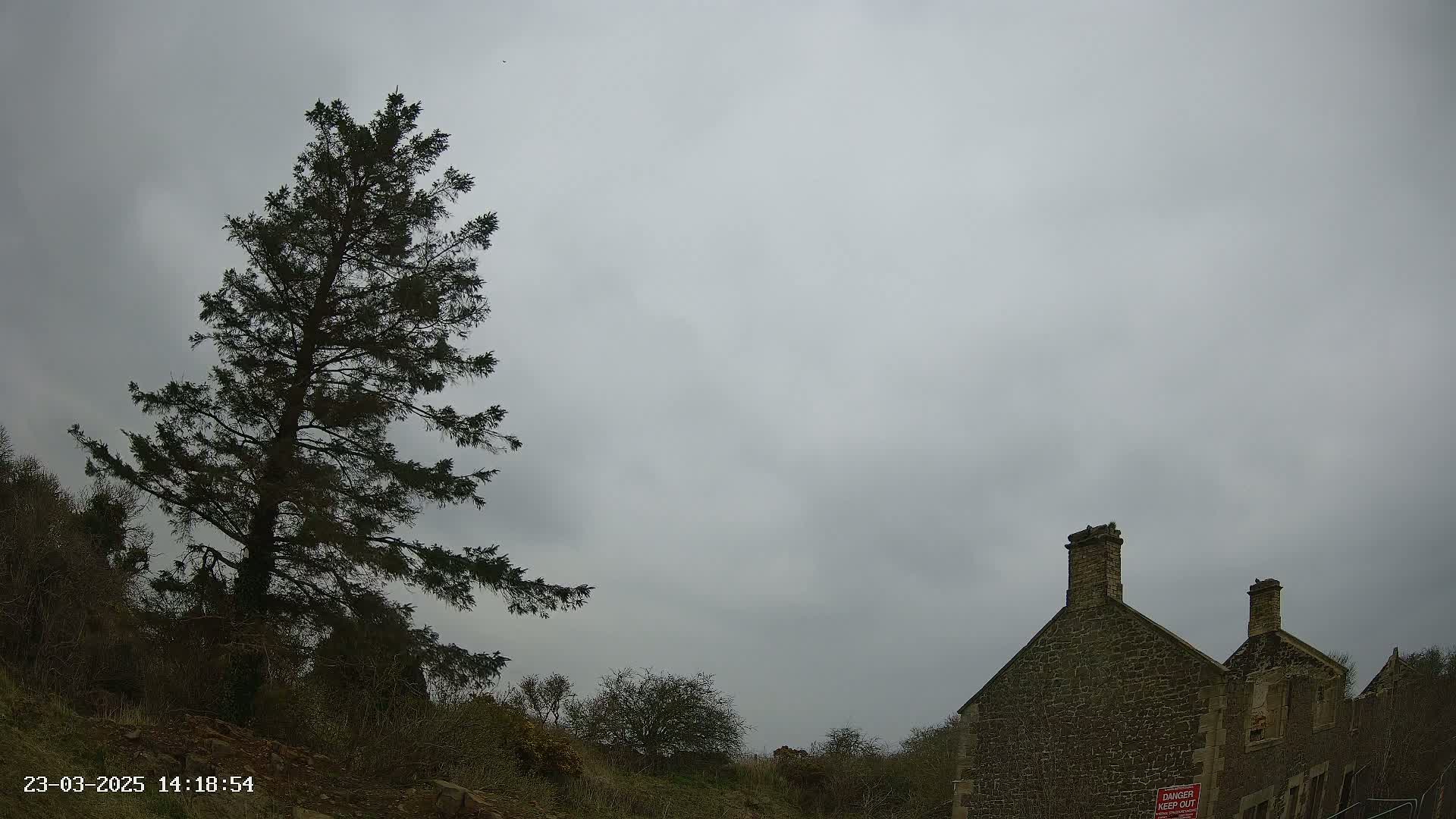 A tall evergreen tree stands to the left of a stone building under an overcast sky.