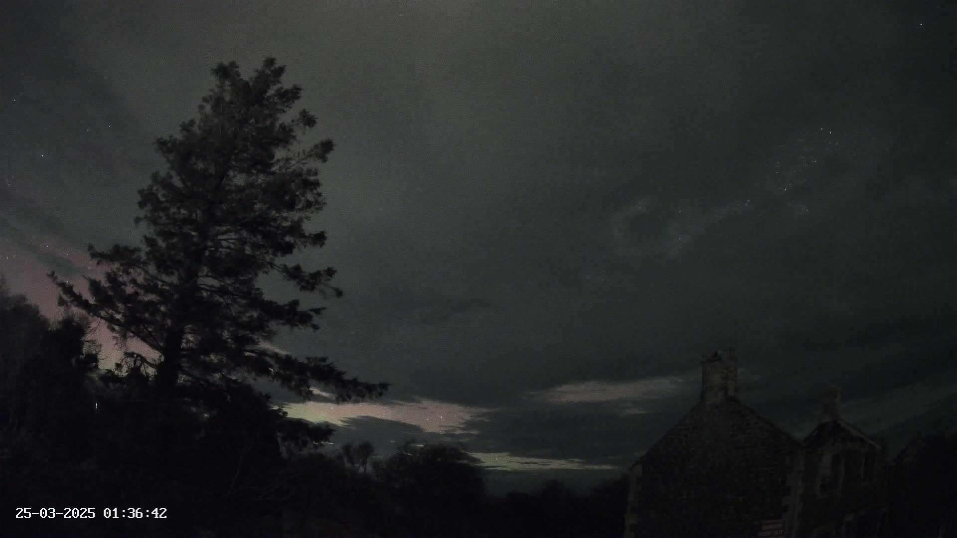 A tall, dark evergreen tree stands silhouetted against a night sky showing a faint aurora and stars, with a dark stone building partially visible in the lower right.